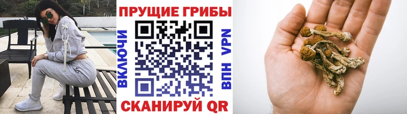 Галлюциногенные грибы Cubensis MEGA ТОР Павловский Посад